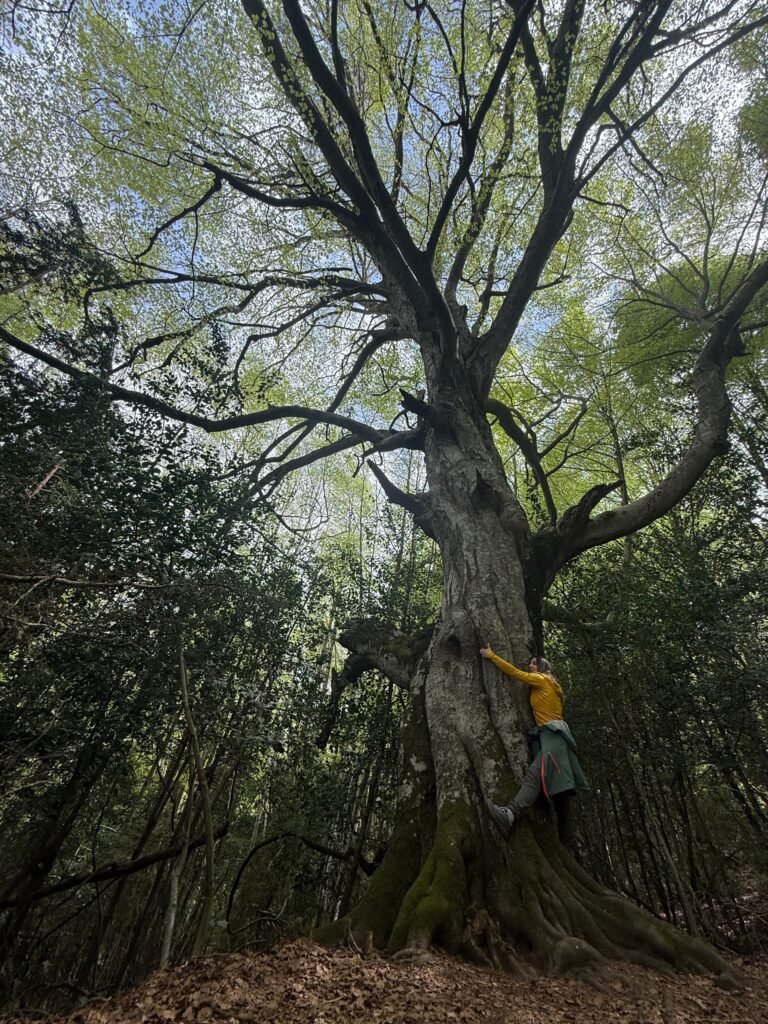 Senderismo, pirineos, pirineo aragonés, rutas de senderismo pirineos
